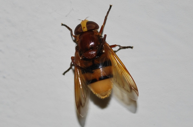 Volucella zonaria